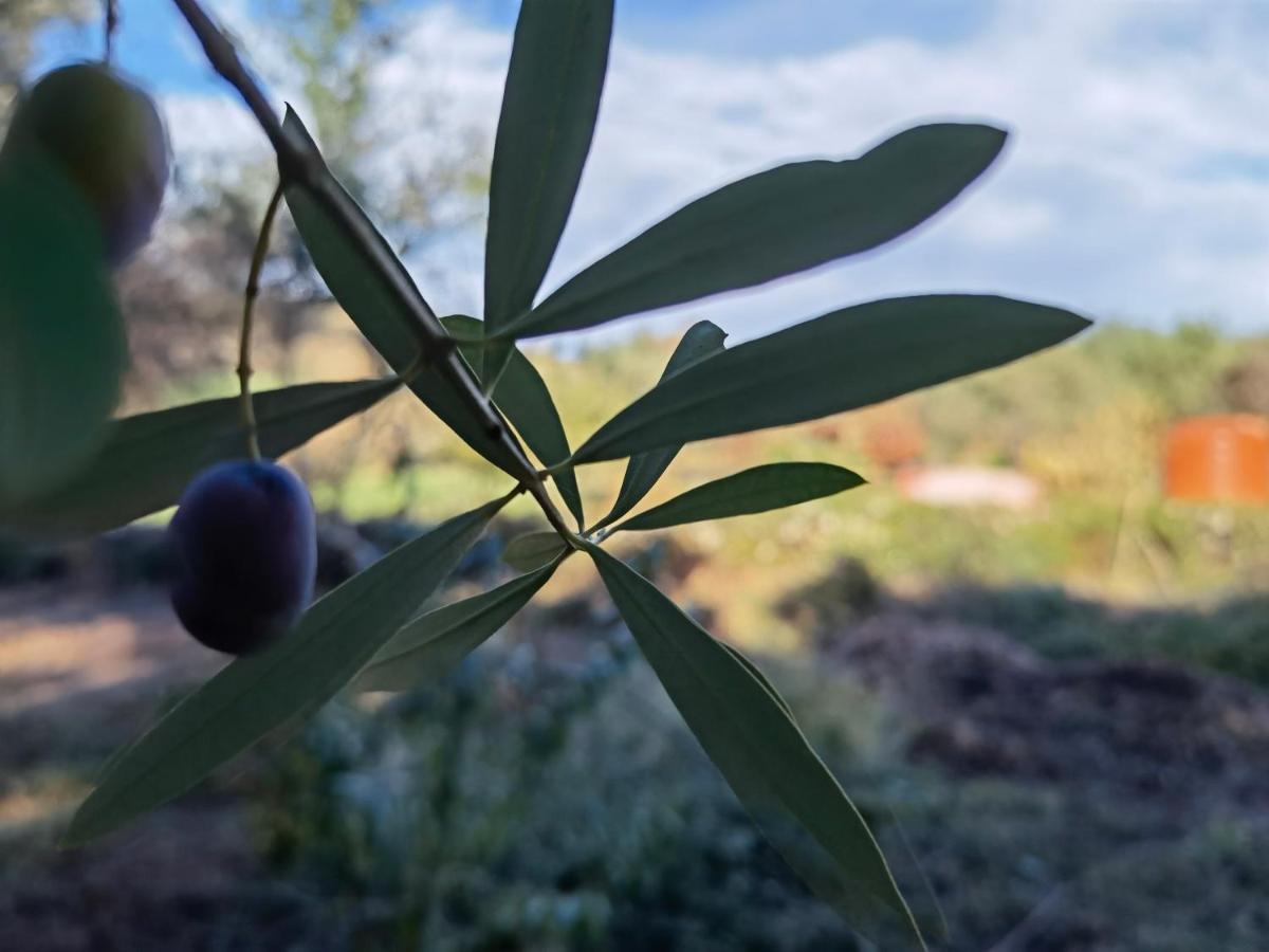 La Corte Degli Ulivi - Rurale 3*